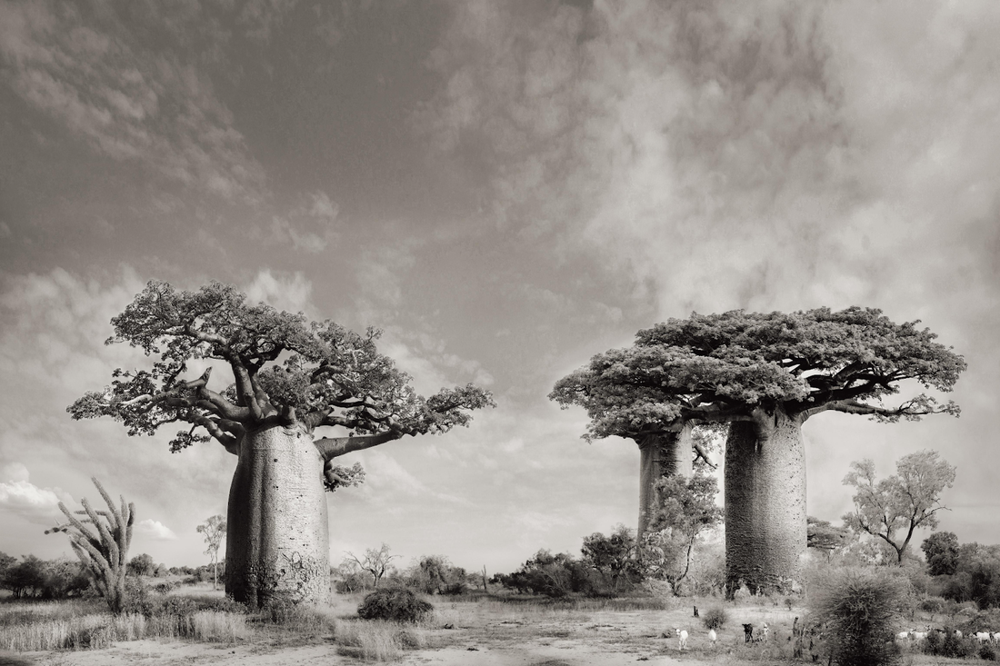 Harnessing the Power of Baobab Oil: Nature's Gift to Your Skin and Hair