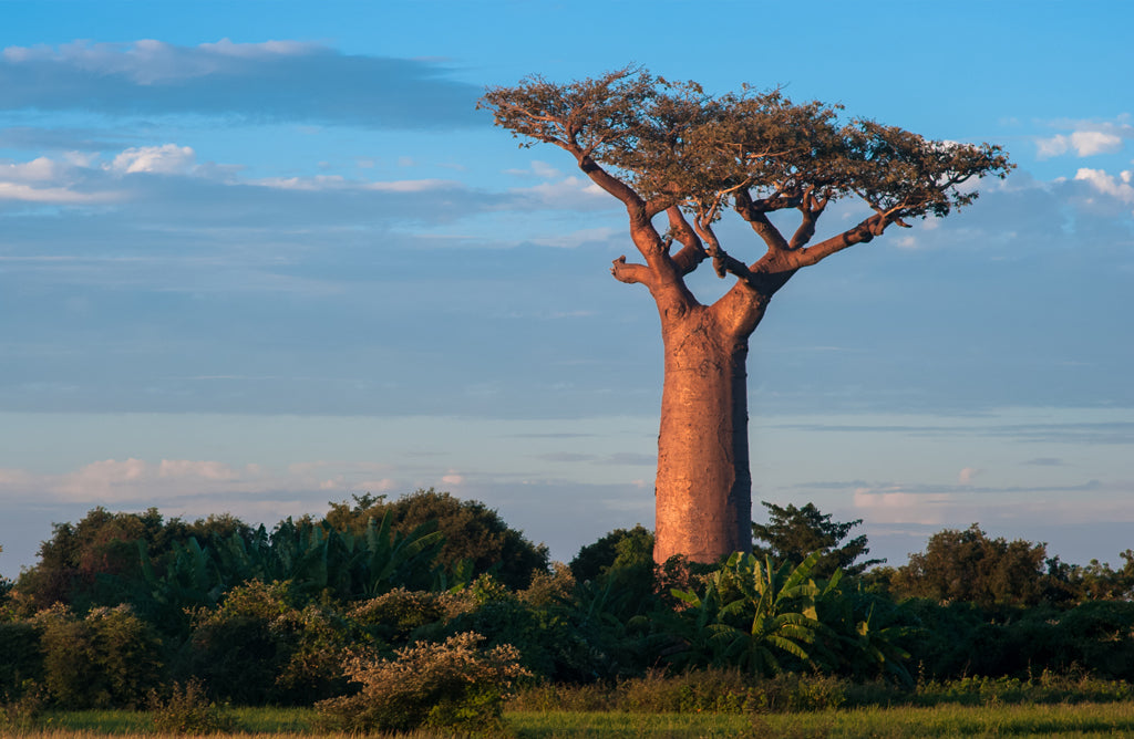 Baobab Facts