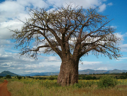 SkinResourceMD Baobab Tree